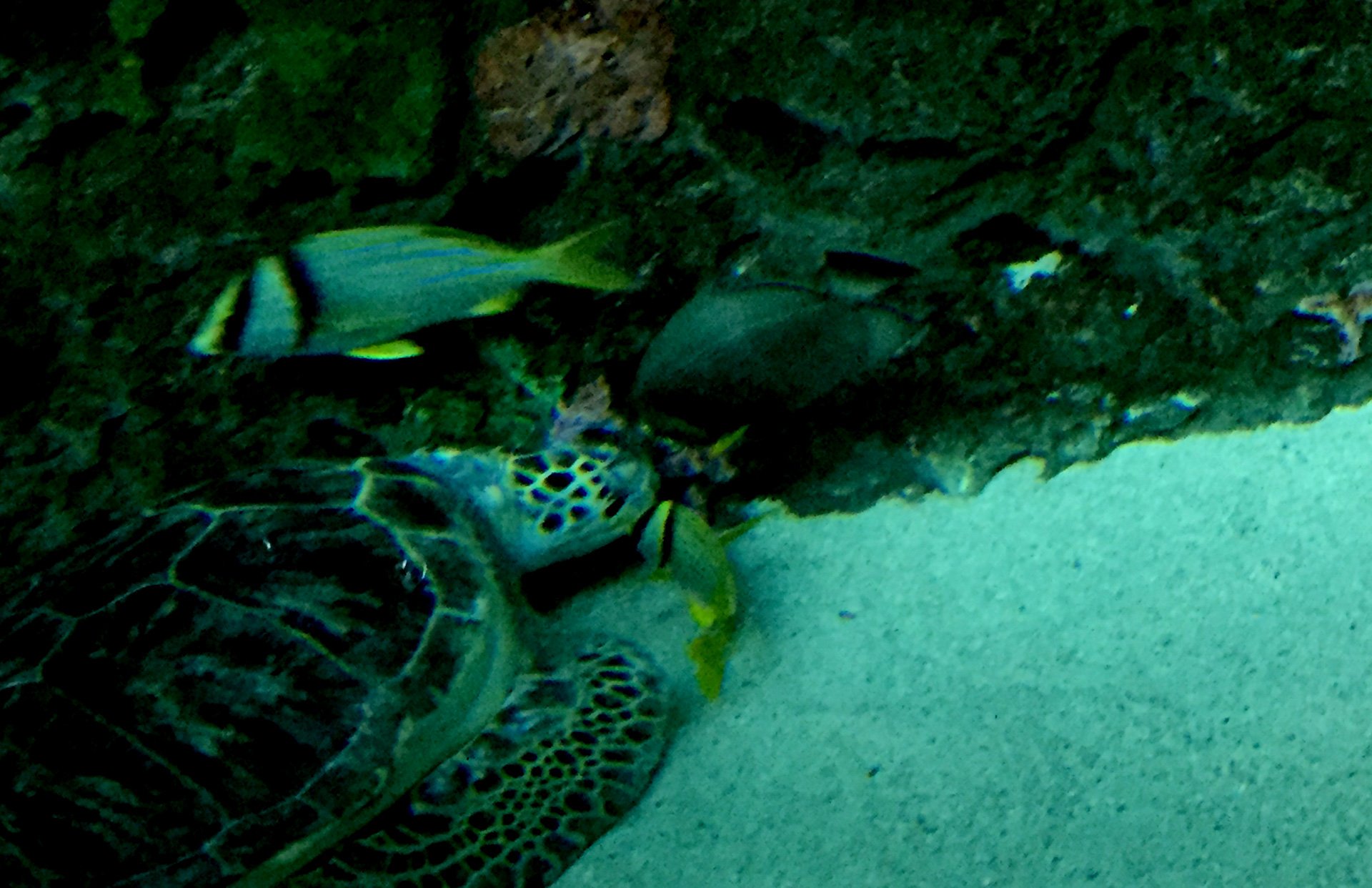 Fish cleaned off the sea turtle