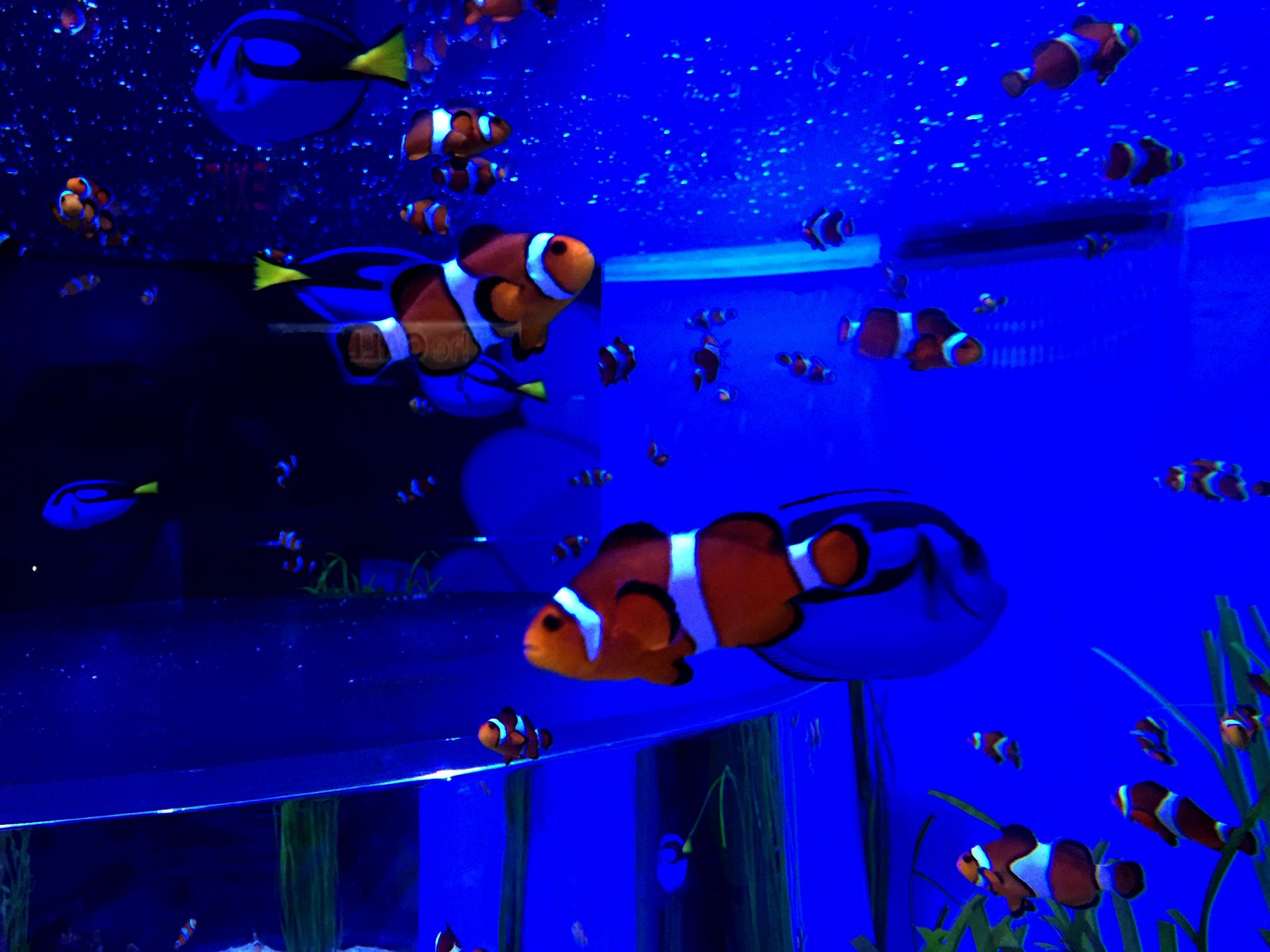 Clownfish and blue tangs look great together