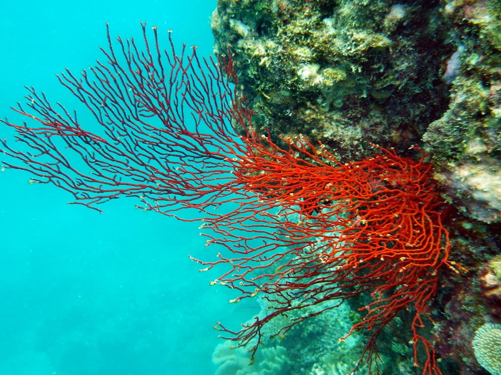 Great Barrier Reef