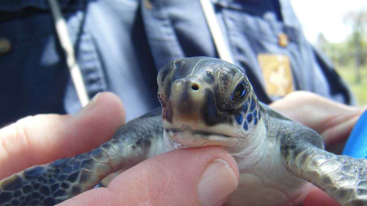 Grand Cayman Turtle Farm