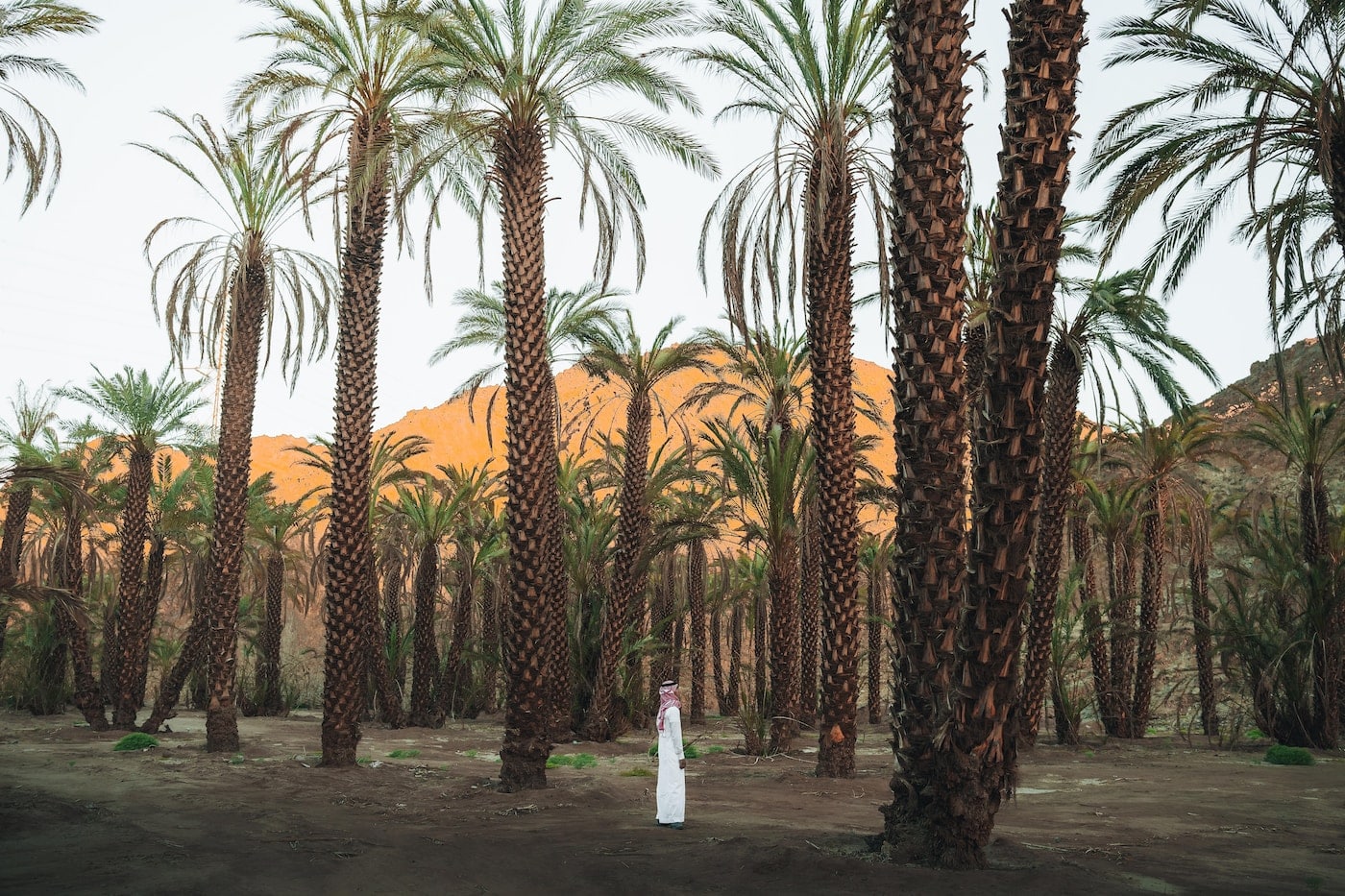 a row of palm trees with mountains in the background-Travel is the Best Education