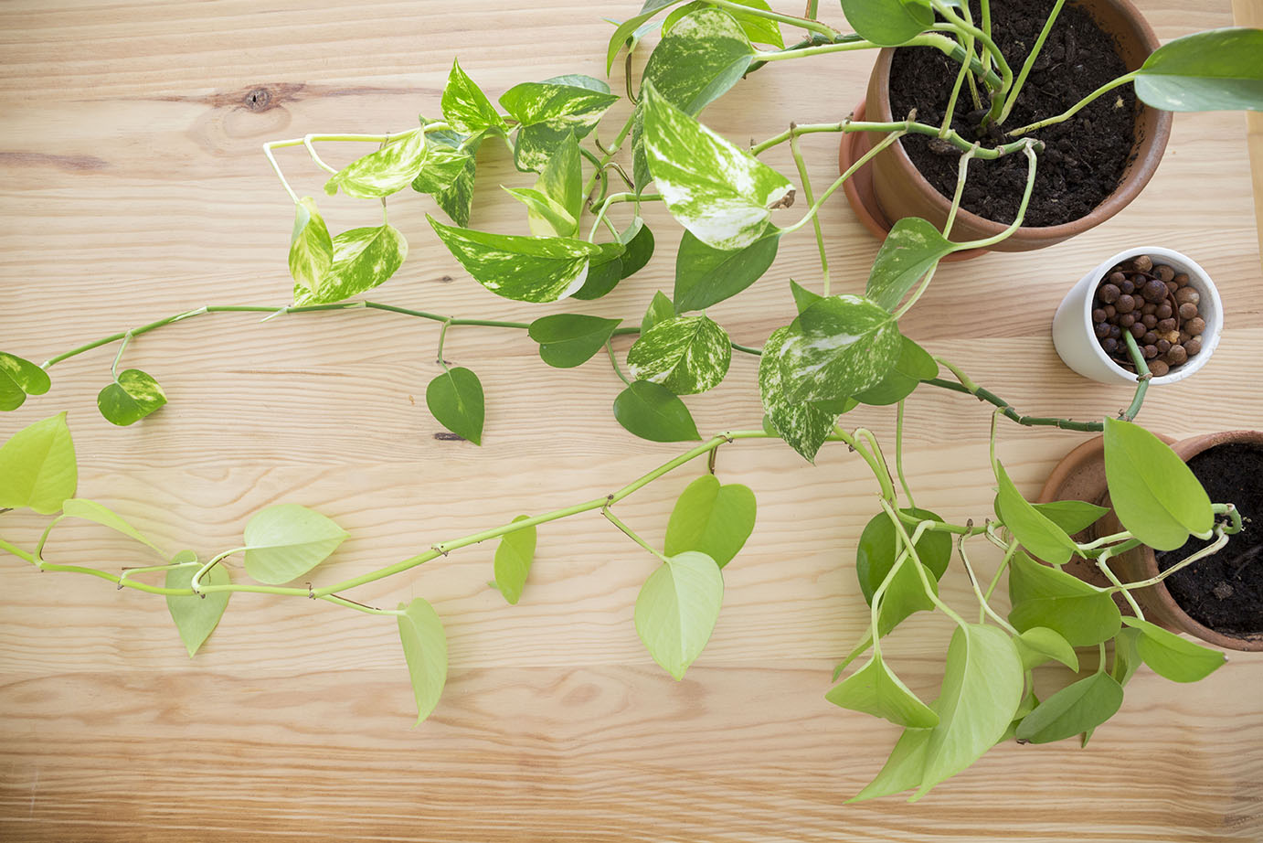 Plante Tombante Archives Vert Bobo