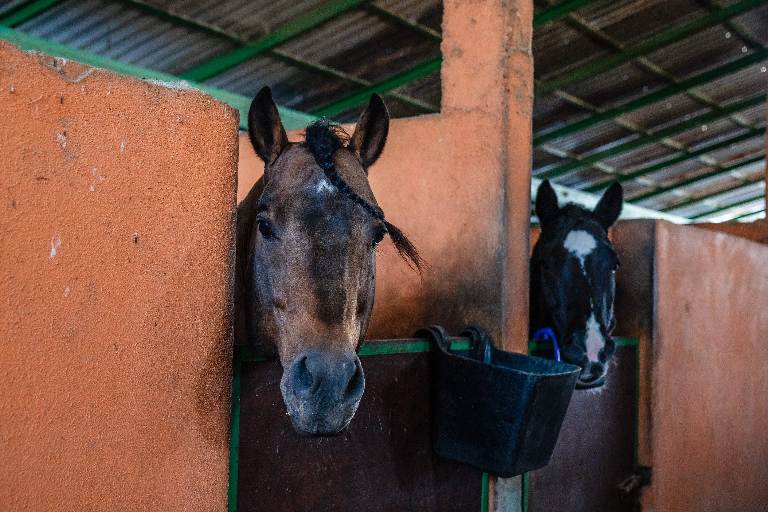 Manuel Bowser Gonzalez's horses at his stables in Tijuana on Dec. 13, 2023.