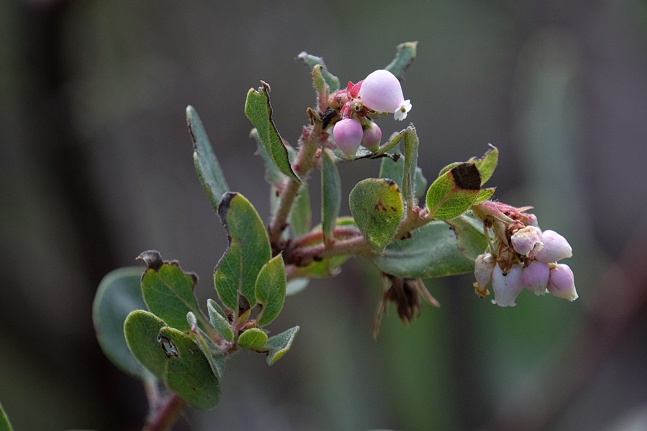 Botanist Fears Rare Plant Deaths in Torrey Pines Brush Fire