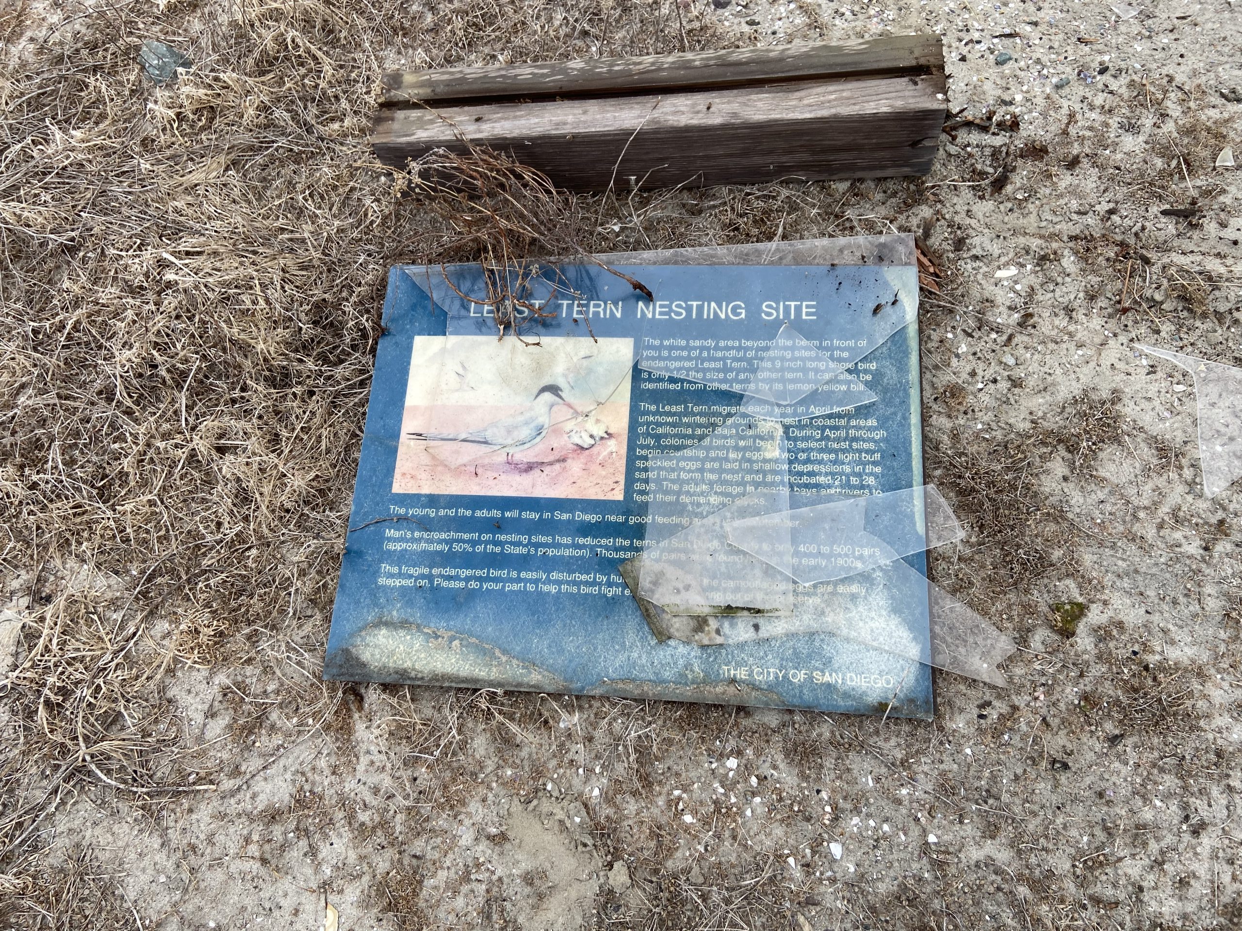 Environment Report: Vandals Wreck Endangered Bird Nesting Site in Mission Bay