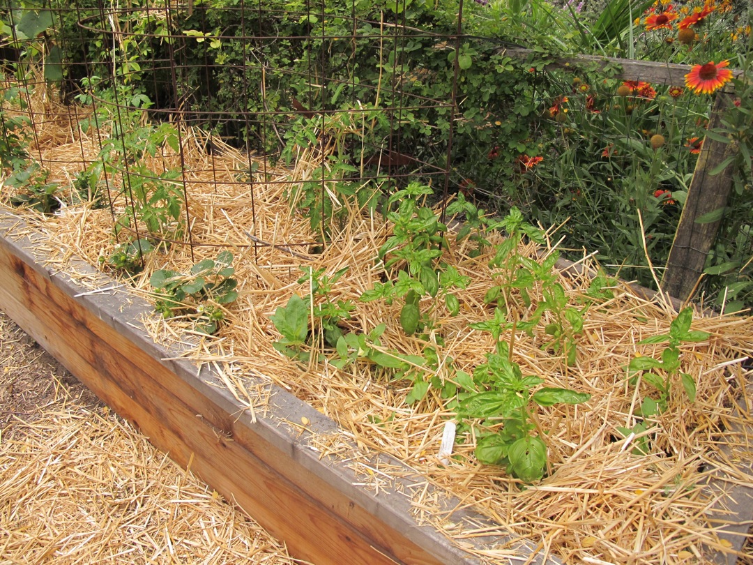 Nan S Garden Tip 101 Mulching Vegetable Gardens Waterwise Gardener
