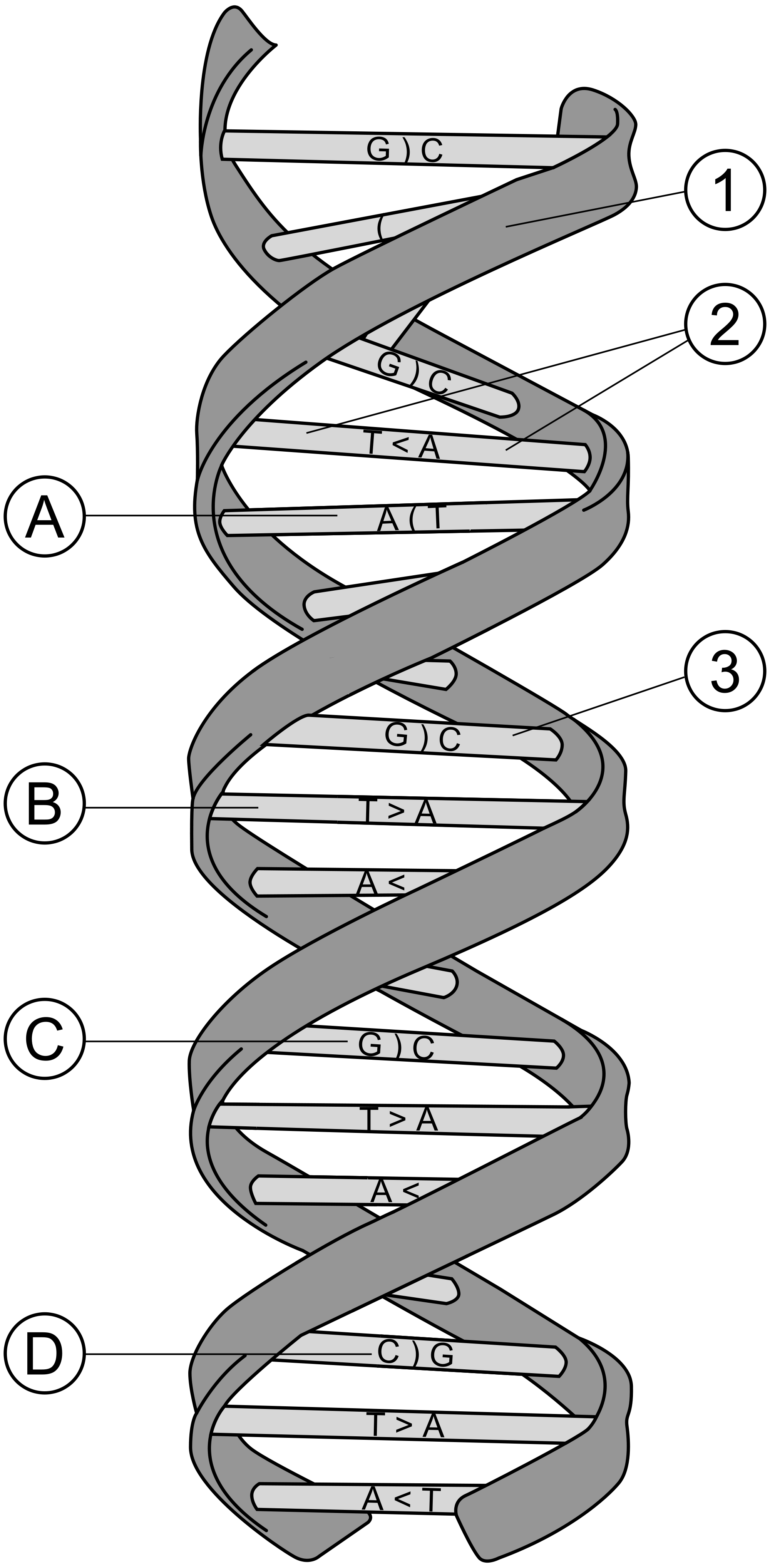 How To Draw Structure Of Dna Double Helix Colour Diagram Of Dna
