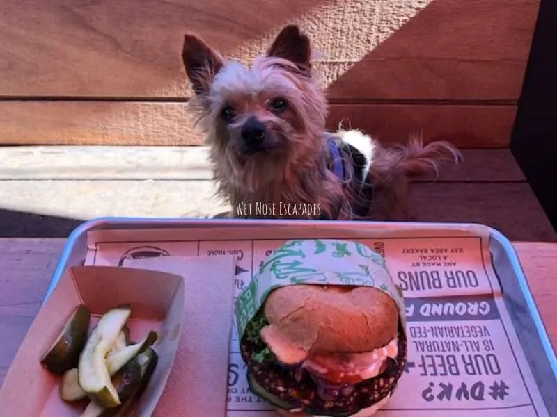 16 1 Best Dog Friendly Restaurants In San Francisco Ca 2022 Wet Nose Escapades