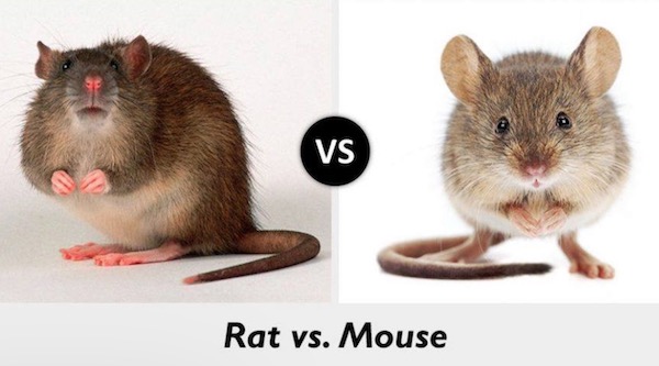 rat vs mouse