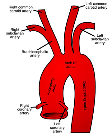 Aorta