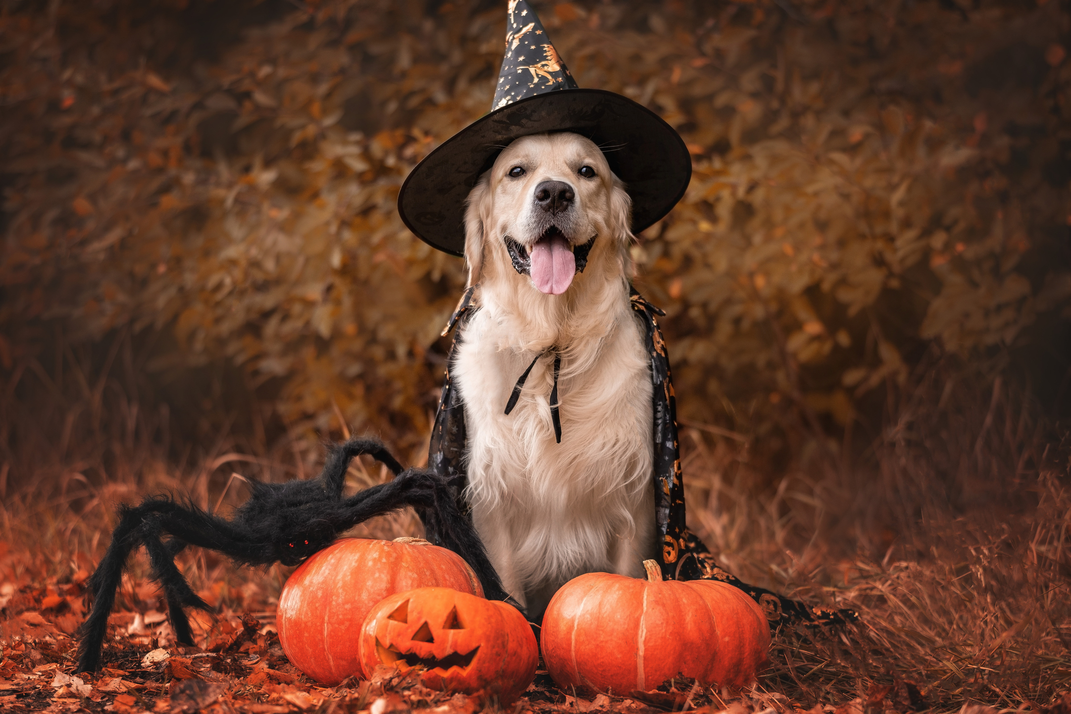 Tim Hortons Has A New Halloween Trick Or Treat Bucket It Comes Filled With Timbits Newshubpk