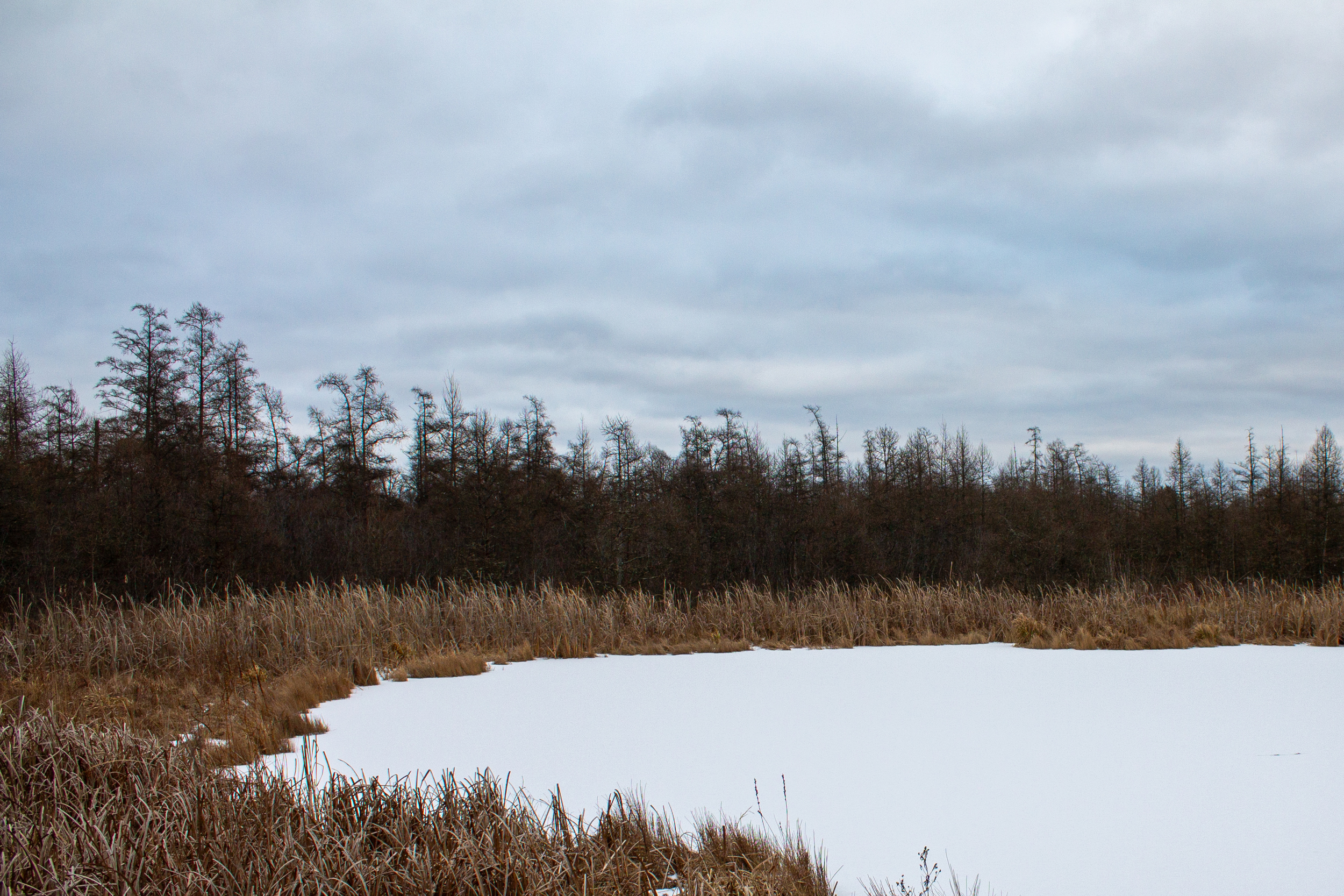 Wetland with snow