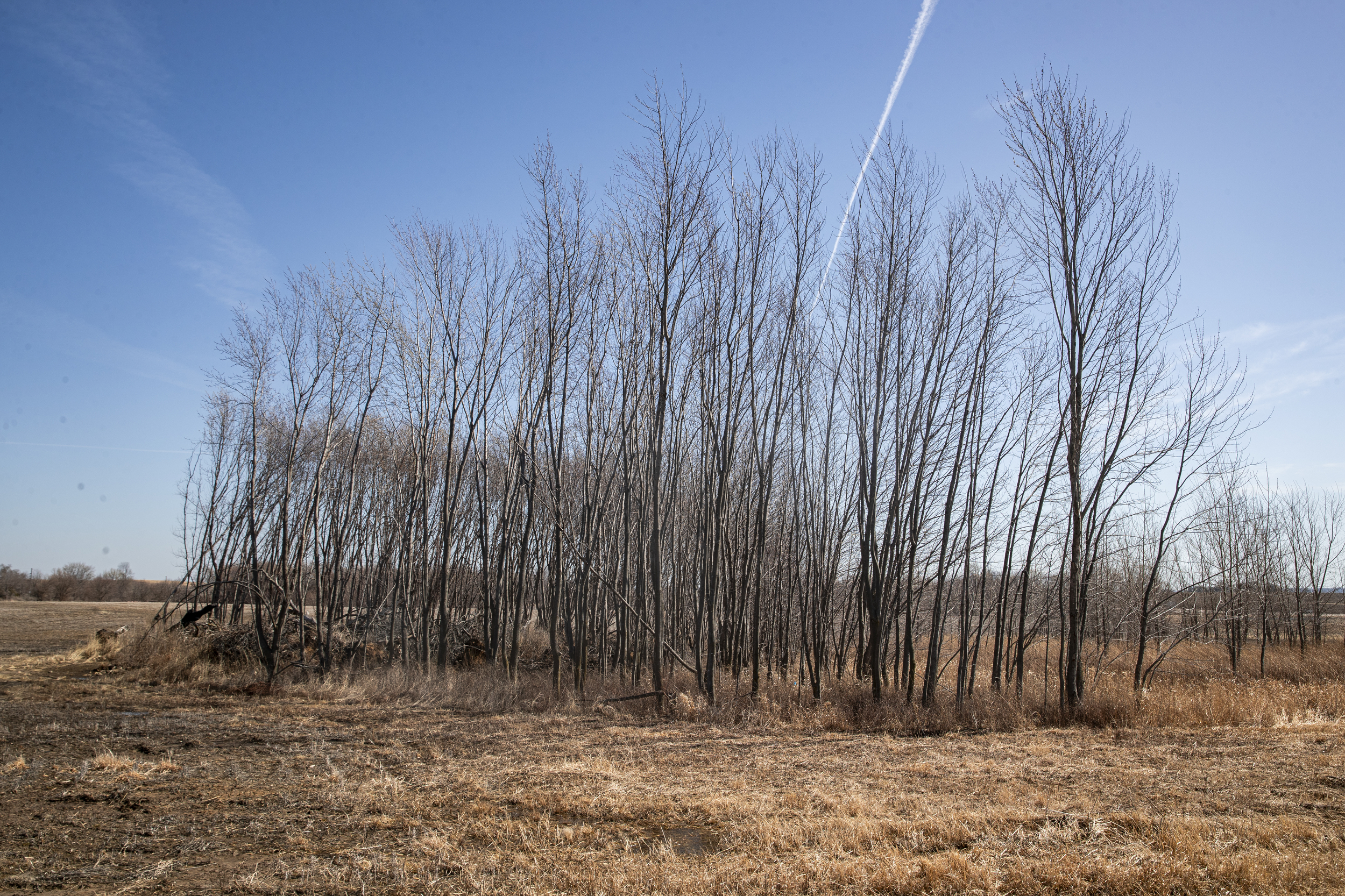 A group of trees without leaves, surrounded by brown grass.