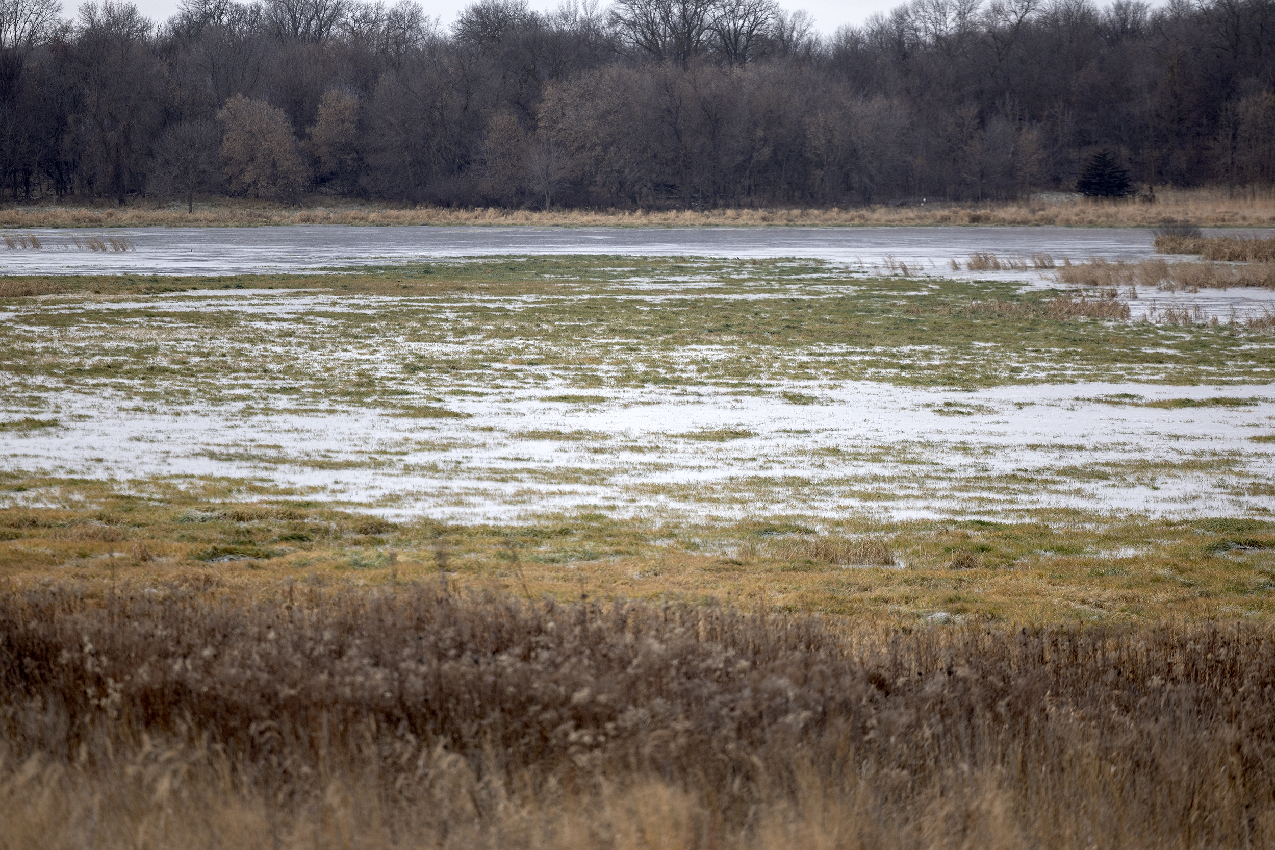 Wetland
