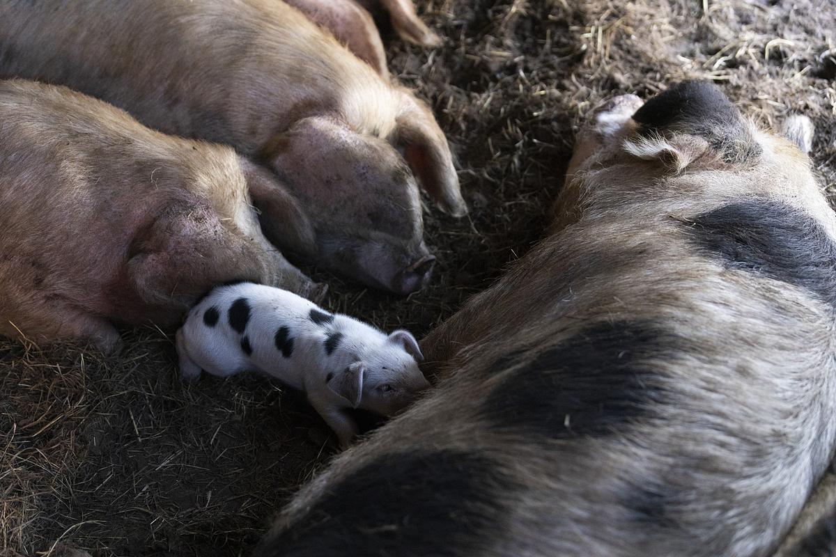 Piglet nurses next to a large mama pig and other pigs.