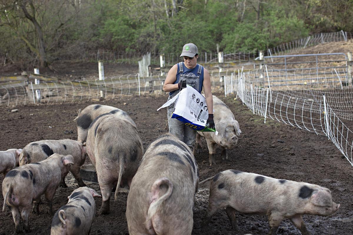 Woman stands amid pigs.