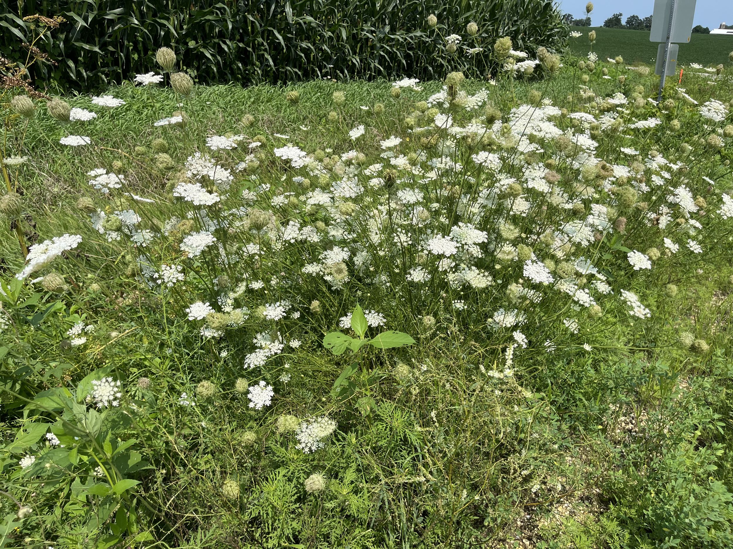 Plants with white flowers amid greenery