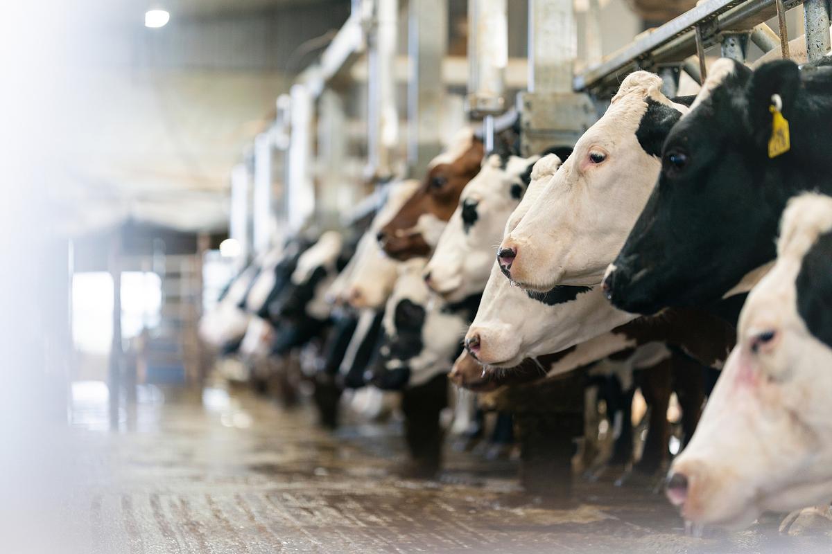 Faces of cows in a row