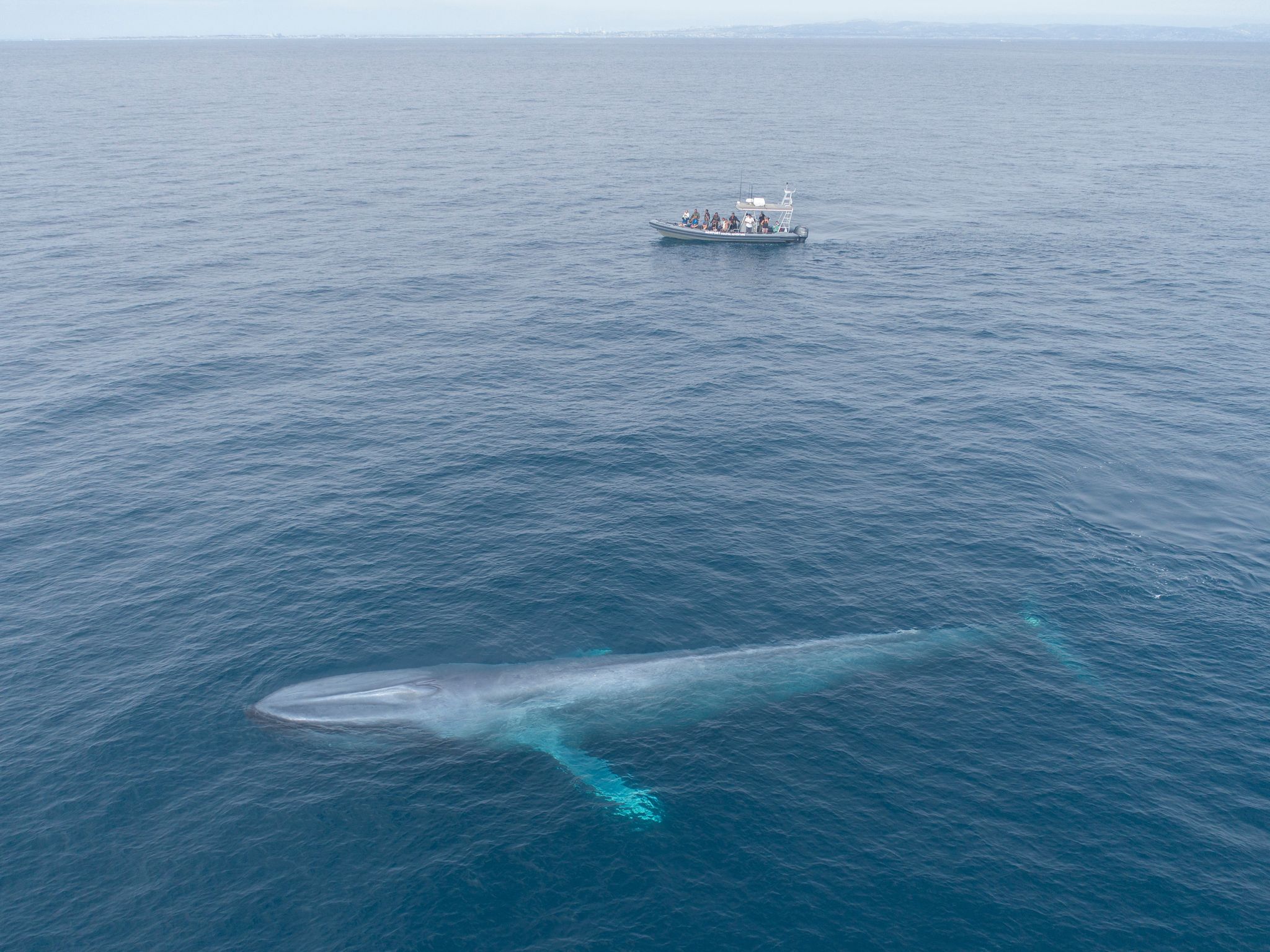 Blue Whales Cause Shock And Awe By Flocking To Southern California Coast Orange County Register