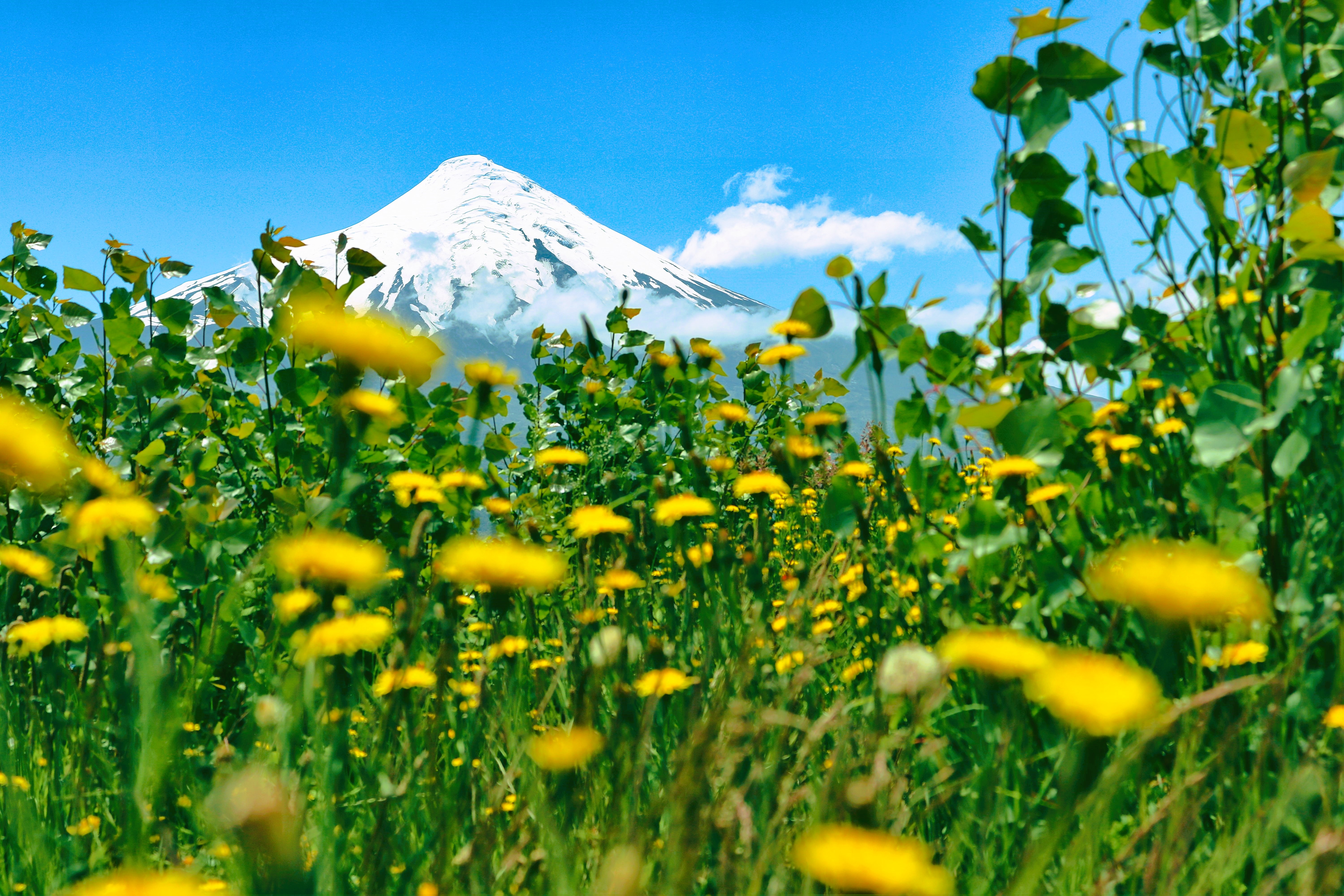 Osorno, a Patagonian landmark, is one of the most active volcanoes of the southern Chilean Andes. (Photo by David Dickstein)