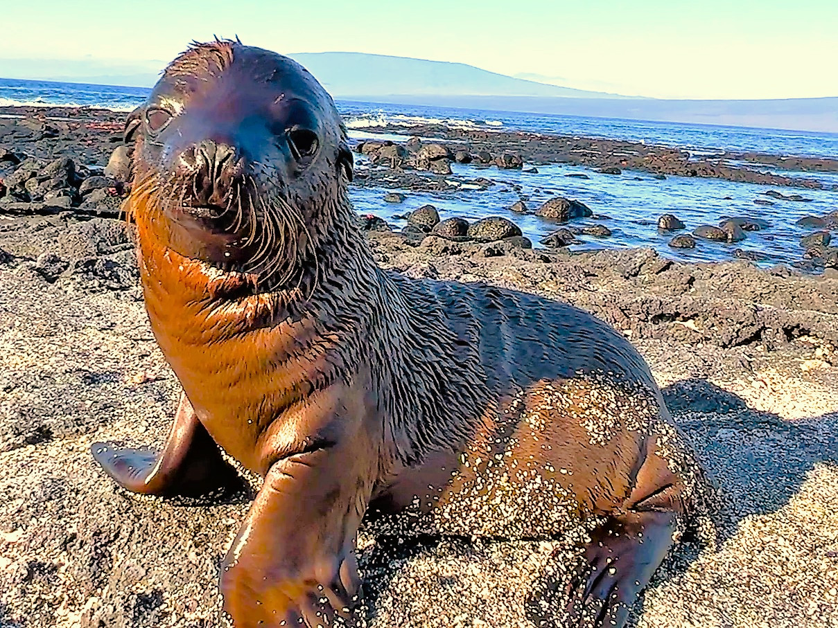 A Galapagos sea lion pup is curious, friendly and fearless. (Photo by David Dickstein)