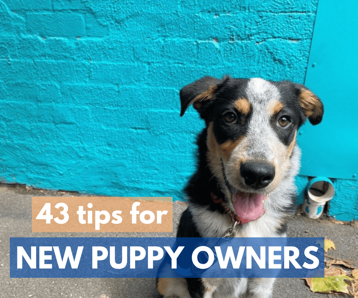 43 Tips For New Puppy Owners 3 Lost Dogs