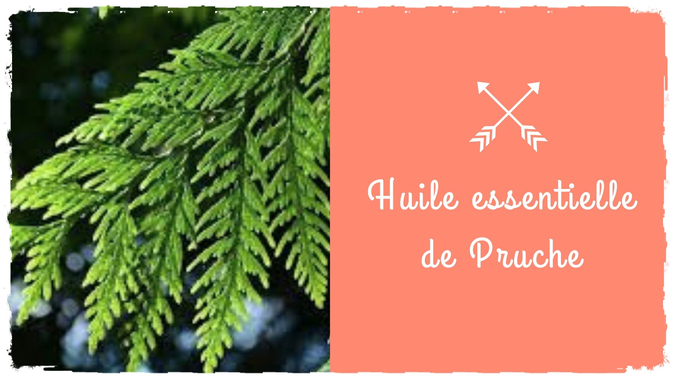 Trouvez L Inspiration Avec L Huile Essentielle De Pruche Blog Actubio Fr