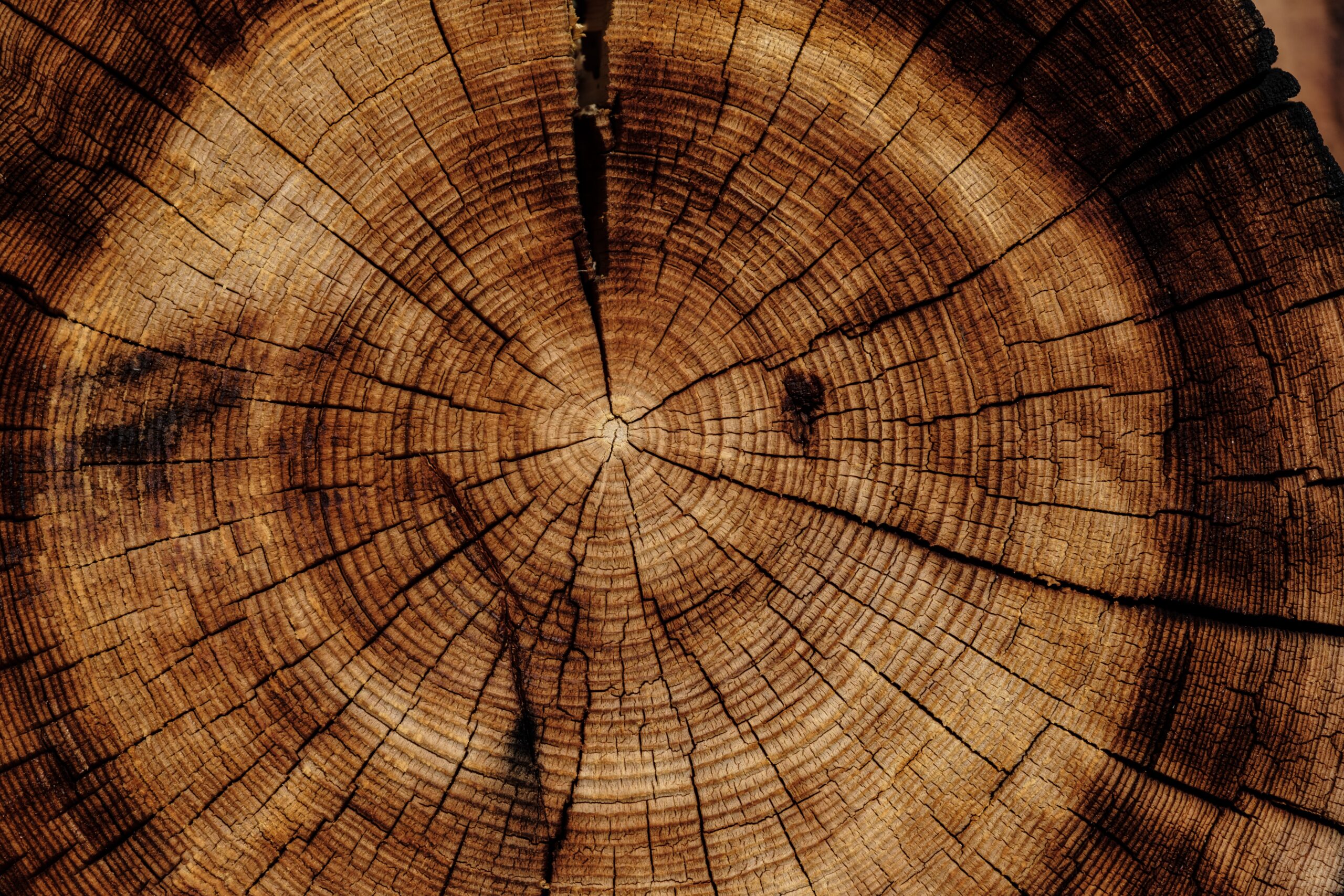 Tree rings represent the way ADHD sits at the center of life