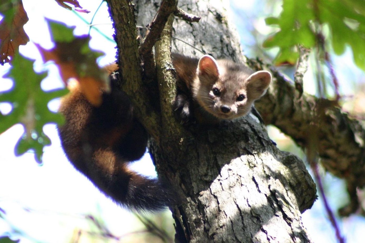 Gone For A Century American Martens Might Be Brought Back To Pennsylvania The Allegheny Front