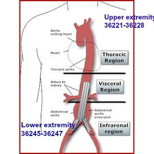 Coding Guide For Cpt Code For Ultrasound Guided Biopsy Of Thyroid