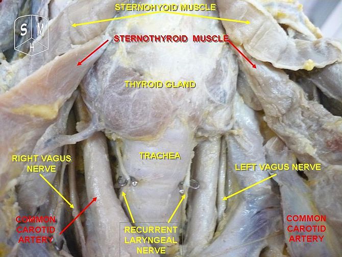 Coding Guide For Cpt Code For Ultrasound Guided Biopsy Of Thyroid