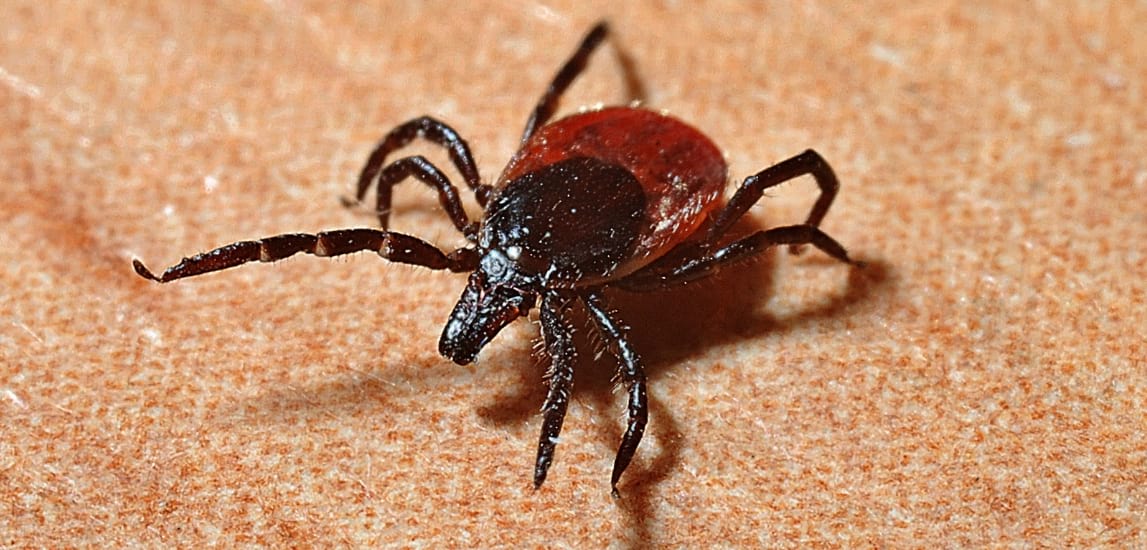 Lyme Disease in Australia