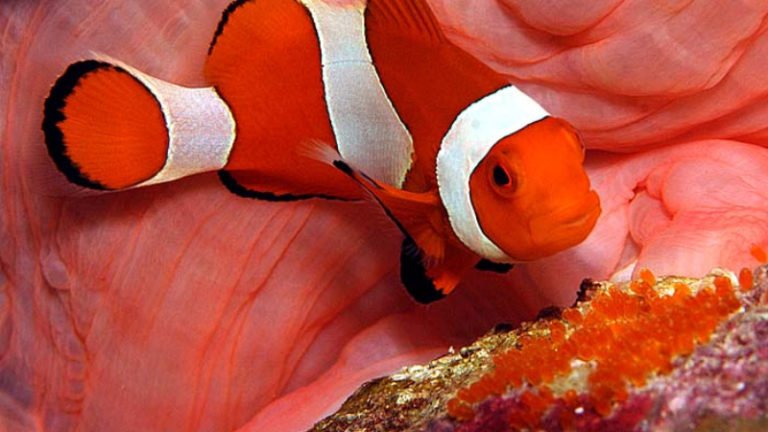 Do clownfish eat their own babies?