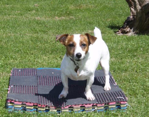 Dog Training Place Board