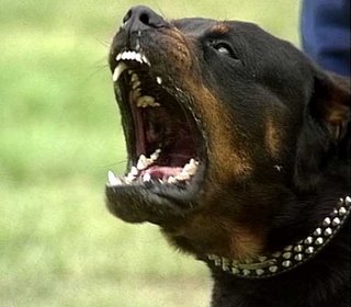Angry Rottie