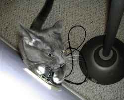 Cat Chewing Wire Provided by HybridRainStorm via Flickr