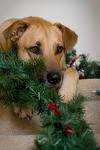 Christmas Tree Dog