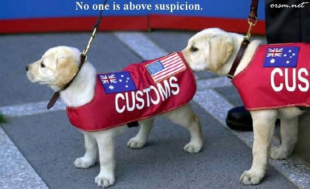 A Customs Puppy