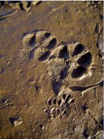 Dog Paw Prints in the Sand