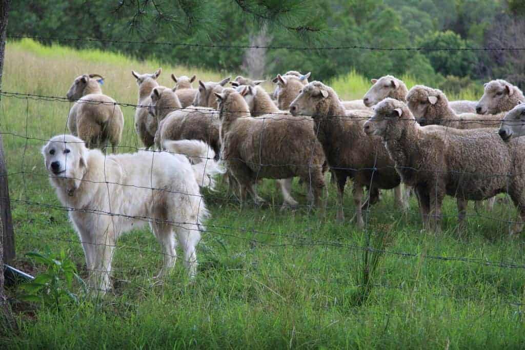 livestock guardian dogs