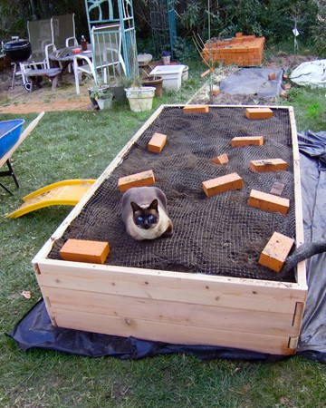 Cat In Garden Box