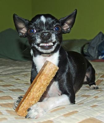 A Chihuahua Defending His Bone