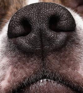 Dog Nose Up Close