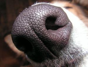 Dog nose close up