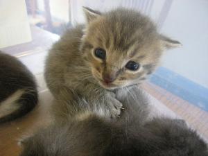 Kitten on Counter Top