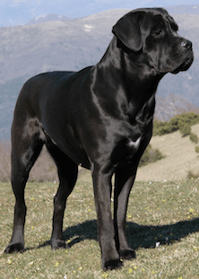 Cane Corso