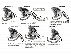 View Of Quick For Nail Clipping