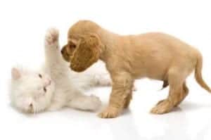 Puppy and Kitten Playing