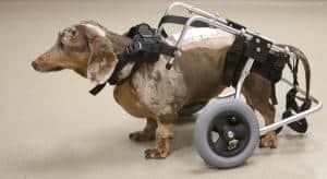 Dogs with Spinal Cord Injuries