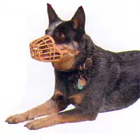Dog with a muzzle